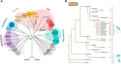 Delineating transitions during the evolution of specialised peroxisomes: Glycosome formation in kinetoplastid and diplonemid protists